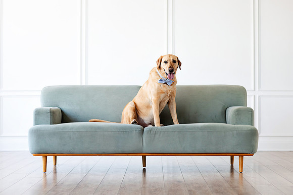 pet - Lumen Room